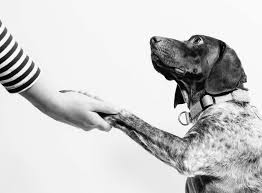 Legitimate emotional support animals don't require any formal registration, and esa documentation is something you can get for free with a little legwork. Airlines Allowing An Emotional Support Animal On International Flight 2021 Pets That Travel