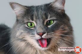 Bir Kedi Neden Agzi Acikken Nefes Aliyor