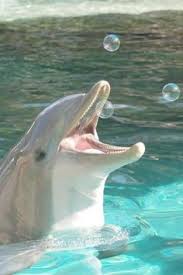 How deep did he go? 120 Baby Dolphins Ideas In 2021 Dolphins Baby Dolphins Sea Animals