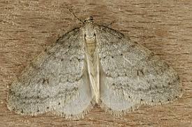 Image result for Operophtera fagata