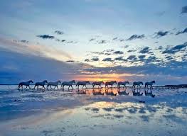 法国france 卡马格camargue 白色骏马在盐湖滩行走 卡马格地区属温热带盐湖水 滨 当地的卡马格马据称在成年过程中 毛色会受盐分影响慢慢从灰色变成盐白色 摄影师 xavier ortega camargue horse white horses horse galloping