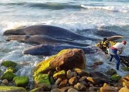 Azul fellawen notre but et de réunir tout les kabyles dans cette page peut importe où. Des Baleines S Echouent Sur Une Plage A Tigzirt Tizi Ouzou Algerie1