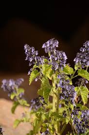 Image result for Coleus hereroensis