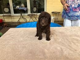 Lone star's marley's litter is here. Labradoodle Puppy For Sale In Magnolia Texas Labradoodle Labradoodlepuppies Labradoodlepuppy Labradoodle Puppies For Sale Puppies Labradoodle Puppy