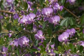 Image result for Podalyria