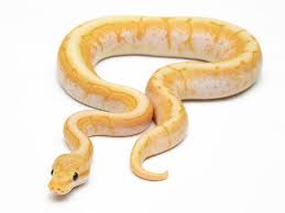 Rainbow Banana Morph List World Of Ball Pythons Ball Python Pet Snake Python