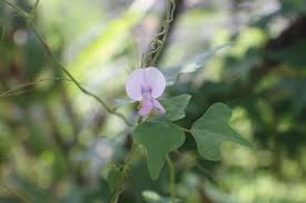 Image result for Vigna reticulata