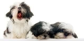 Other times, these small puppies are just genetically small. Shih Tzu Growth Chart Shih Tzu Puppy Weight Chart