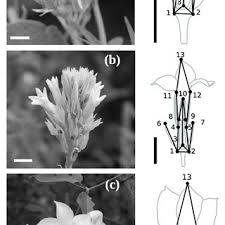 Scottish thistle the official emblem of scotland legend has it, that in the 9th century, when the norse were the picts and the scots. Pdf Breakdown Of Species Boundaries In Mandevilla Floral Morphological Intermediacy Novel Fragrances And Asymmetric Pollen Flow