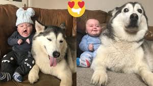 My Husky Promised From Day 1 She Would Always Protect My Baby Cutest Video Ever Youtube