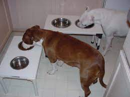 Simple But Unique Diy Dog Bowl Elevator Dog Bowl Stand Diy Raised Dog Bowls Raised Dog Feeder
