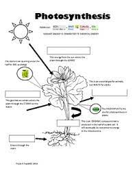 Photosynthesis flow chart worksheet diagram. Photosynthesis Diagram Notes By Triple C Teachers Pay Teachers