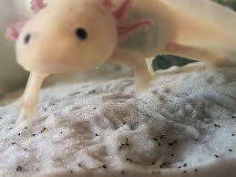 Pin By Abi James On Axolotls Axolotl Animals Ice Cream