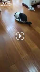 Trứng Lăn San Funny Cats And Dogs Funny Animals