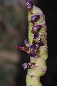 Image result for Bulbophyllum sandersonii