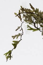 Image result for Crepidomanes