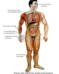From wikimedia commons, the free media repository. Human Organs Diagram Male Koibana Info