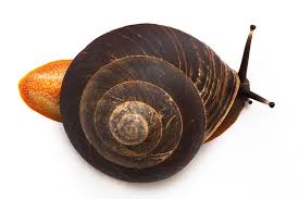 Sellers can easily list for each species they sell. Galerie Formy Pleurodonte Excellens Dominican Republic Snail Pet Snails Shells