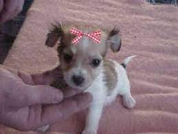 Sassy sallie's hair bows for dogs. Free 10 Tiny Dog Bows For Short Haired Dogs Other Pet Items Listia Com Auctions For Free Stuff