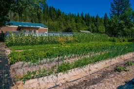 Rather than using herbicides, landscape fabric, or plastic sheeting to control weeds in your garden or planting beds, try putting down cardboard instead as a green solution. How To Keep Weeds Out Of The Garden Managing Weeds