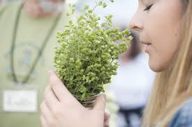 Why Ginger Should be more Appreciated this Holiday Season