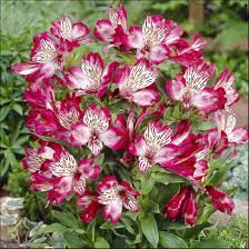 Alstroemeria Blooms Spring Through Fall Happy In Moist Deep Loam Irrigate In Spring And Summer Full Sun In Coast Peruvian Lilies Alstroemeria Flower Seeds