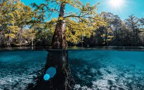 Underwater forest located off the alabama coast. Light Chaser Emerald Coast Magazine