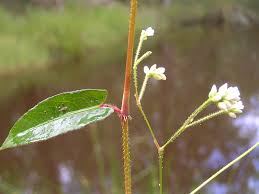 Image result for Persicaria strigosa