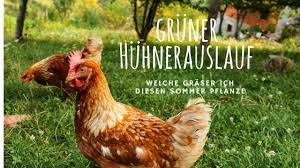 Wie Kann Ich Den Huhnerauslauf Begrunen Und Dauerhaft Grun Halten Huhner Auslauf Huhner Huhnerauslauf