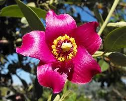 Image result for Lagunaria patersonia