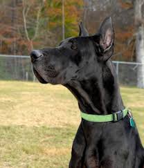 Cute great dane male and female puppies for adoption. Why Do Great Dane Dogs Have Their Ears Cropped Great Dane Dogs Dane Dog Great Dane