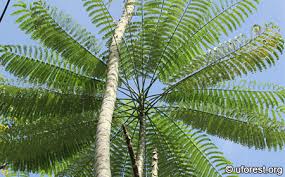 Image result for Schizolobium parahyba