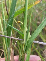 Image result for Dichanthium