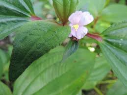 Image result for Tristemma