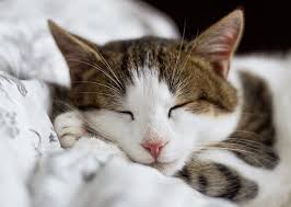 None of my cats have ever meowed on the i doubt that any reputable vet. How To Sedate A Cat For Grooming Cat Loves Best