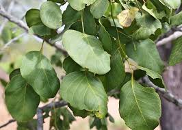 Image result for Erythrophleum