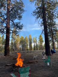 However, this was not always the case. Dispersed Camping In Dixie National Forest The Dyrt