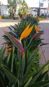 Bird Of Paradise Flowers Exoticflowers Tropical Garden Design Paradise Flowers Paradise Plant