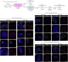 I sought a specific product, ordered, it arrived quickly and was easy. Regeneration In The Absence Of A Blastema Requires Cell Division But Is Not Tied To Wound Healing In The Ctenophore Mnemiopsis Leidyi Biorxiv