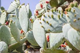 Genus kaktus pertama yang diimpor ke eropa adalah melocactus. 14 Jenis Tanaman Kaktus Hias Untuk Di Dalam Rumah
