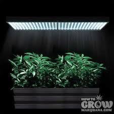 Another result of the above light box. Stealth Grow Box