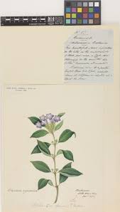 Image result for Buchnera subglabra