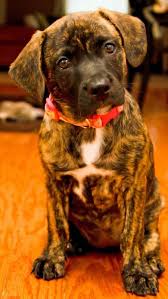 Black And Tan Plott Hound Lab Mix Rueberri The Mixed Breed Cheapest Dog Breeds Plott Hound Puppy Dog Breeds