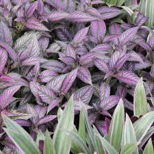 Image result for Strobilanthes