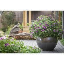 Image result for Bergia polyantha