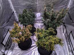 Maybe you would like to learn more about one of these? First Grow Northern Lights X Big Bud Indoor Auto 2019 Page 3 420 Magazine