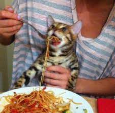 A random clip from the morning show with mike and juliet features a random still of a cat eating spaghetti. Just A Cat Eating Spaghetti Funny