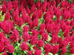 Feather Celosia Century Rose Longwood Gardens Flowers Img 3158 Longwood Gardens Flowers Longwood
