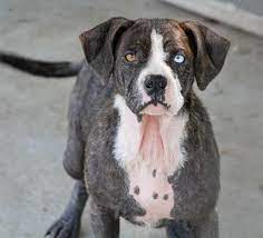 Adopt Diamond Completely Healed On Petfinder Terrier Mix Humane Society Stop Animal Cruelty