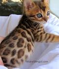 Bengal Kittens For Sale by Reputable Breeders | Pets4You
